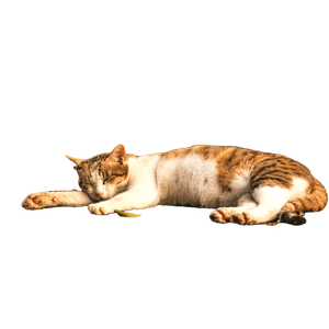 A Tranquil Image Of A Tabby Cat Sleeping On A Stone Surface Surrounded By Lush Greenery. 19056 - Cat PNG image with transparent background